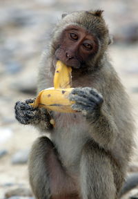 Portrait of monkey eating food