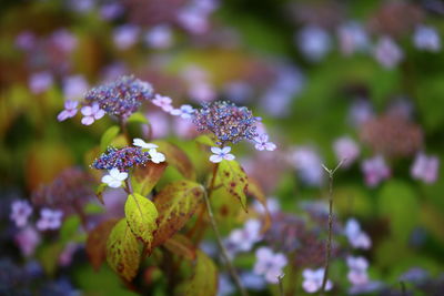 Close-up of purple flowers blooming outdoors