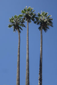 Low angle view of palm trees against clear blue sky