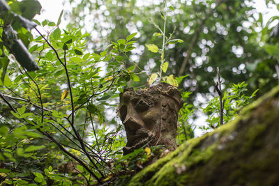 Low angle view of a tree