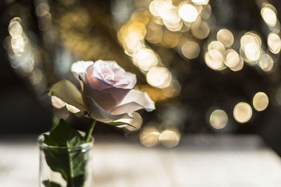 Close-up of illuminated flowering plant