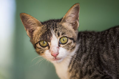 Close-up portrait of cat