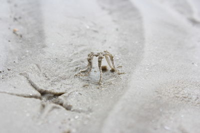 Close-up of insect on sand