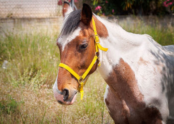 Horse in a field