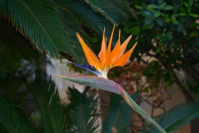 Close-up of flower blooming outdoors