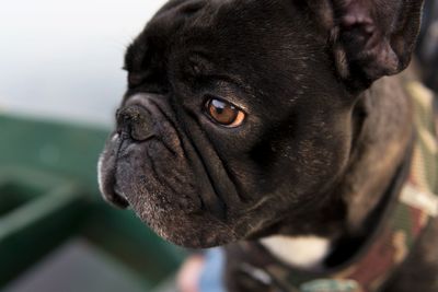 Close-up of a dog