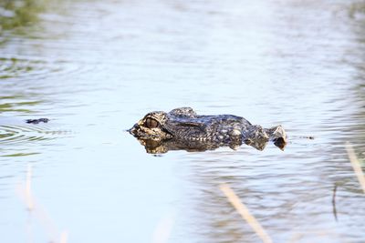 View of alligator in pond golf course