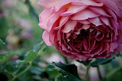 Close-up of pink rose