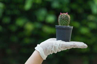 Close-up of hand holding succulent plant