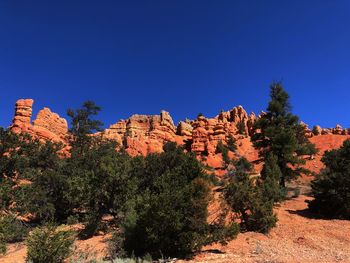 Plants growing on rock against blue sky