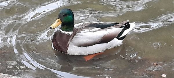 High angle view of mallard duck swimming in lake