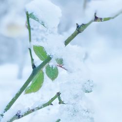 Close-up of frozen plant