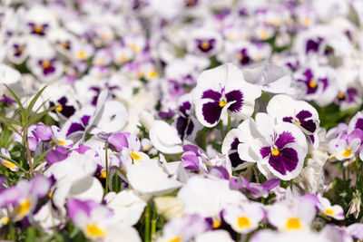 Close-up of purple flowering plants