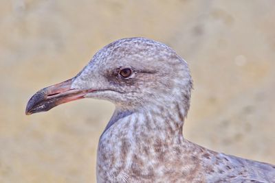 Close-up of bird