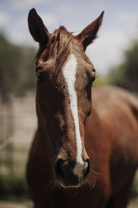 Close-up of horse