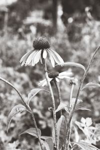 Close-up of flowers