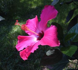 Close-up of pink hibiscus blooming outdoors