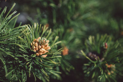 Close-up of pine cone on tree