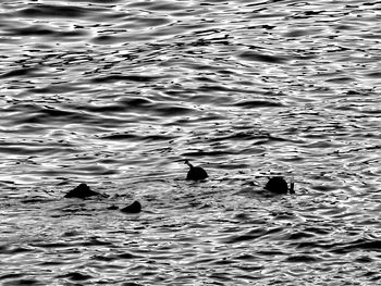 High angle view of ducks swimming in water