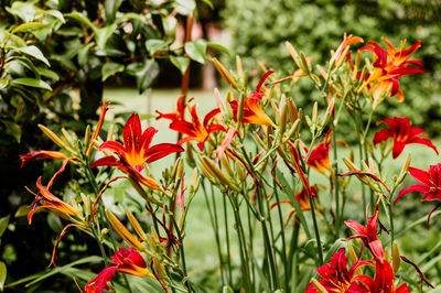 Close-up of red flowering plants