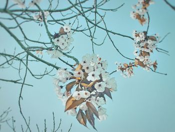 Low angle view of apple blossoms in spring