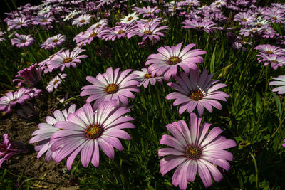 High angle view of fresh purple flowers