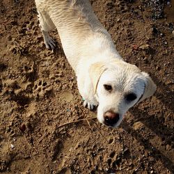 High angle view of dog on field