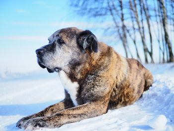 Old dog looking away on snow