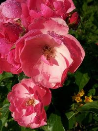 Close-up of pink flowers