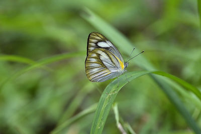 animal wildlife