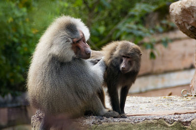 Close-up of baboons