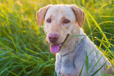 Close-up portrait of dog on field
