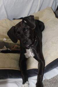 Portrait of dog relaxing on bed at home