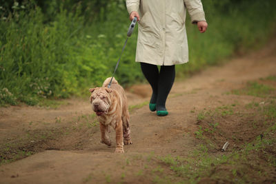 Low section of person with dog walking on footpath