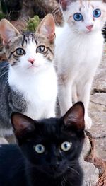 Portrait of cats sitting outdoors