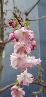Close-up of pink cherry blossom tree