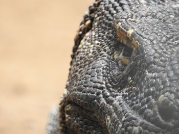 Close-up of a komodo dragon, bali