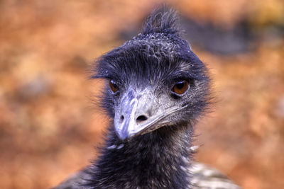 Close-up portrait of a bird