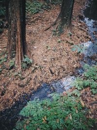 Trees in forest