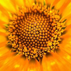 Full frame shot of yellow flower