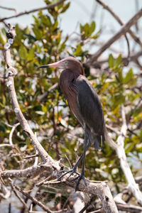 Little blue heron egretta caerulea forages for food at barefoot beach in bonita springs, florida.