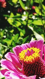 Close-up of pink flower