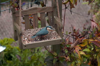 Bird perching on a tree