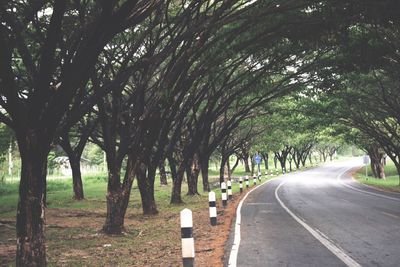 Road amidst trees