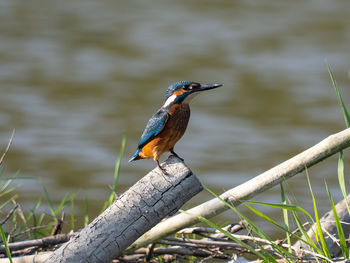Close-up of bird perching on branch