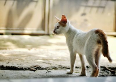 Close-up of cat