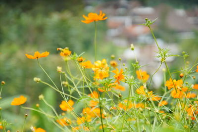 Close-up of yellow flowering plant on field