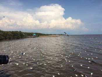 Seagulls on beach