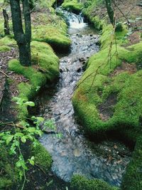 Stream flowing through forest