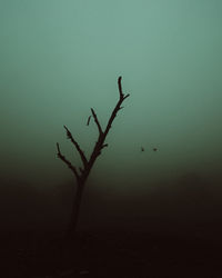 Low angle view of silhouette plant against sky at sunset